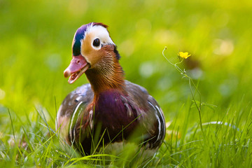 Mandarin duck in the grass looking curiously at the watcher