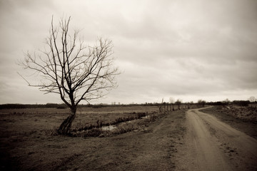 A perspective of a country road with a lonely tree - 27781770