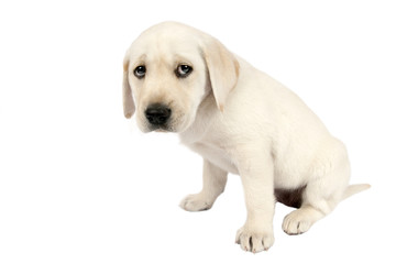 Puppy Labrador retriever