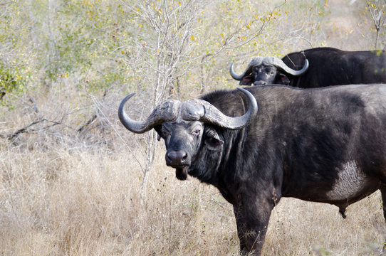 African buffalo (Syncerus caffer) in Kruger Park