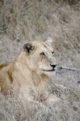 Lying female lion in kruger park (Panthera leo)