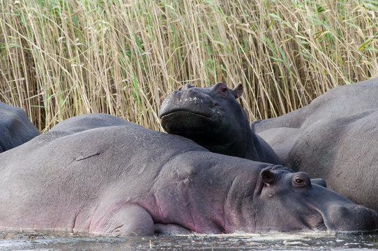 Baby Hippo and other Hippos (Hippopotamus) relaxing in the sun