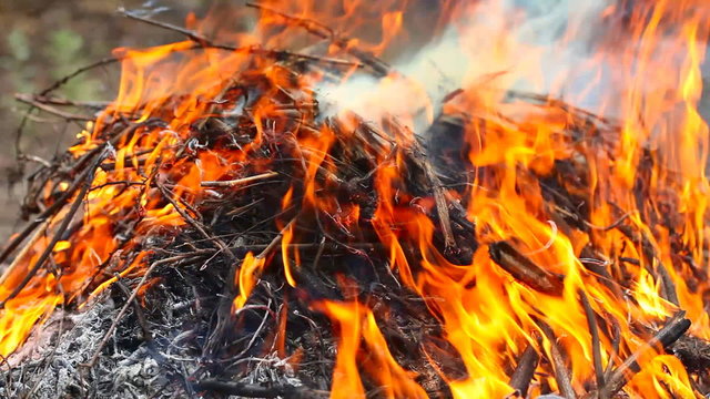 In the fire burn wood waste.