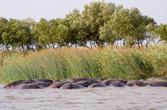 Group of Hippos (Hippopotamus) relaxing in the sun