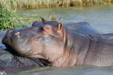 Hippo close up (Hippopotamus) relaxing in the sun