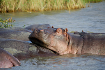 Fototapeta na wymiar Hippo close up (Hippopotamus) relaxing in the sun