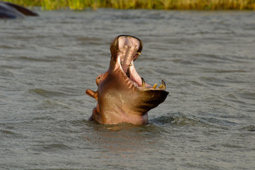 Hippo close up (Hippopotamus) open its mouth