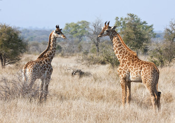 Naklejka na ściany i meble Dwie młode żyrafy w buszu badające