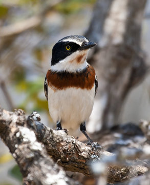 Chin spot batis sitting in a tree  looking for foods