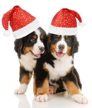 Two bernese sennenhund puppies with christmas decorations
