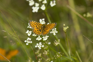 Butterfly on flower