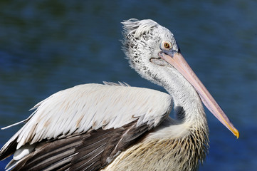 Spot-billed Pelican
