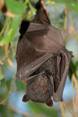 Black flying-fox, Kakadu N/P, Australia © EcoView
