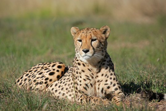 Cheetah