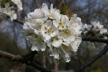 Kirschblüten