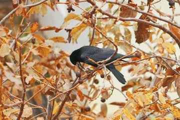 crow
