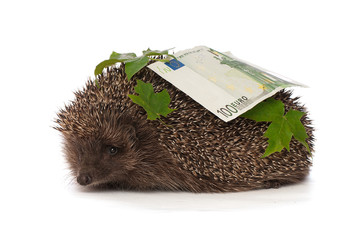 hedgehog with dollars profit