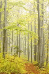 Fototapeten Bergpfad im nebligen Herbstwald in einem Naturschutzgebiet © Aniszewski