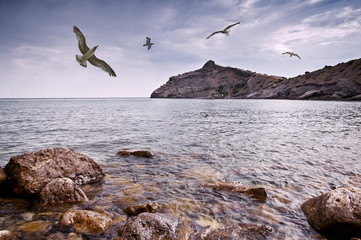 seagull