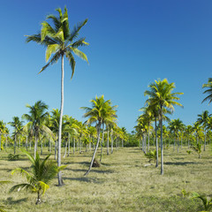 Parque Nacional Desembarco del Granma, Granma Province, Cuba