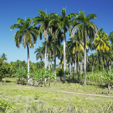 Parque Nacional Alejadro de Humboldt, Guantánamo Province, Cuba