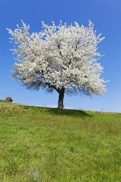 arbre blanc