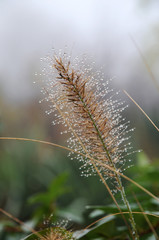 Morgentau auf Federborstengras