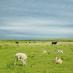 Naklejka na ściany i meble krowy, Mullet Peninsula, Hrabstwo Mayo, Irlandia