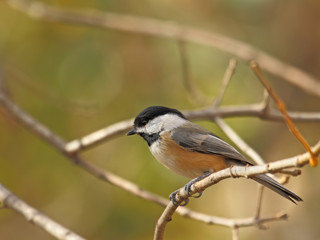 Obraz premium Black-capped Chickadee, Poecile atricapilla