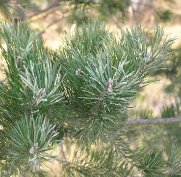 Fototapeta frosted pine tree