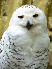 Fototapeta na wymiar Portret: Snow Owl