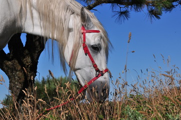Caballo blanco