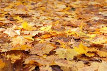 Vibrant yellow maple leaves