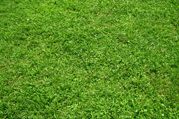 High resolution green grass