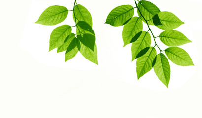 Isolated Fresh Leaves