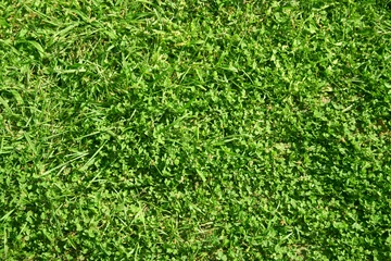Keuken spatwand met foto High resolution green grass © high_resolution