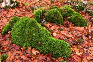 stone green moss among autumn leaves