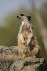 Meerkat sitting on the stone