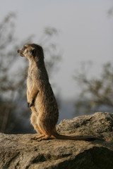 Meerkat standing on the stone