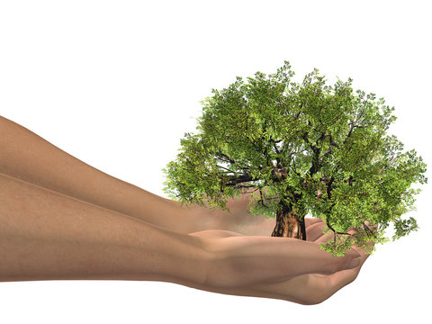3D hands holding a 3D baobab tree