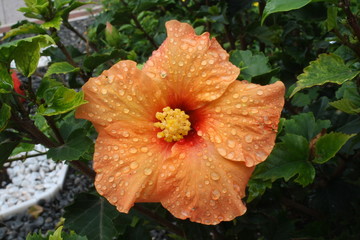 Hibiscus,Gran Canaria © Stephan von Mikusch