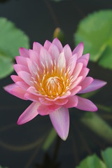 Pink water lily