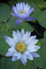 Two purple water lily