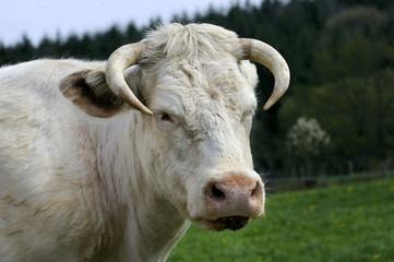 Naklejka premium vache de race charolais