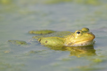 Froschgesicht