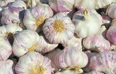 Fresh Garlic Bulbs