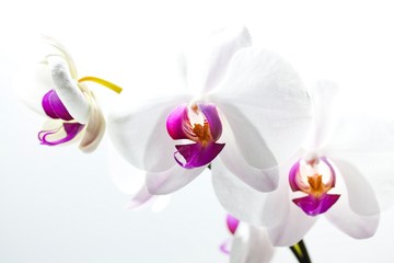 Obraz na płótnie Canvas orchide, na białym tle.