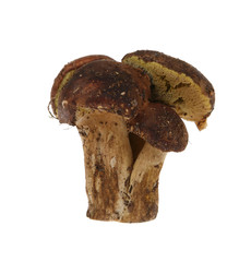 Polish mushroom on white (Xerocomus badius)