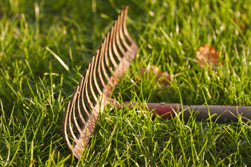 Iron rake lying in the green grass.