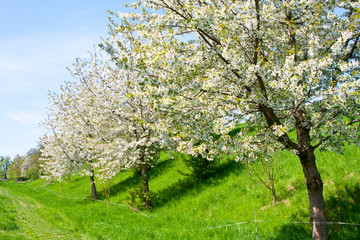 frühling